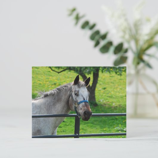 古いグレーマーレのはがき ポストカード (スタンド正面)