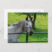 古いグレーマーレのはがき ポストカード (正面/裏面)