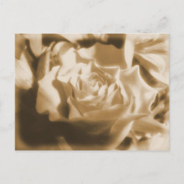 古いバラ ポストカード