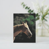 古いピント ポストカード (スタンド正面)