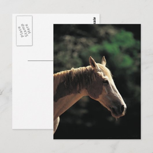 古いピント ポストカード (正面/裏面)