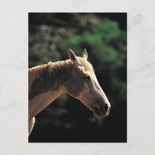 古いピント ポストカード (正面)