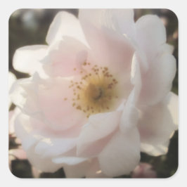 古いファッションドバラ スクエアシール