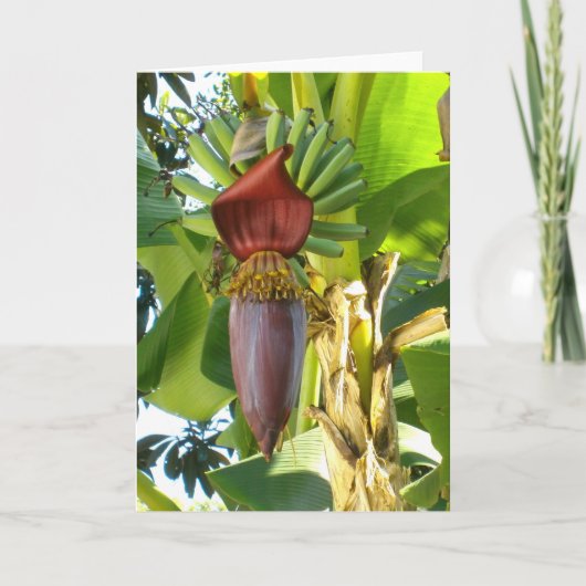 古いフロリダのバナナの挨拶状 カード (正面)