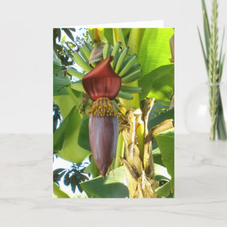 古いフロリダのバナナの挨拶状 カード