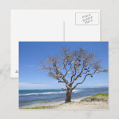 古いブイが飾入ったビーチの木 ポストカード (正面/裏面)