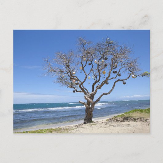 古いブイが飾入ったビーチの木 ポストカード (正面)