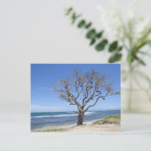 古いブイが飾入ったビーチの木 ポストカード (スタンド正面)