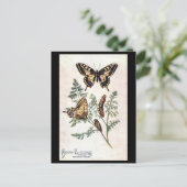 古いポストカード – スワローテール ポストカード (スタンド正面)