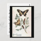 古いポストカード – スワローテール ポストカード (正面/裏面)