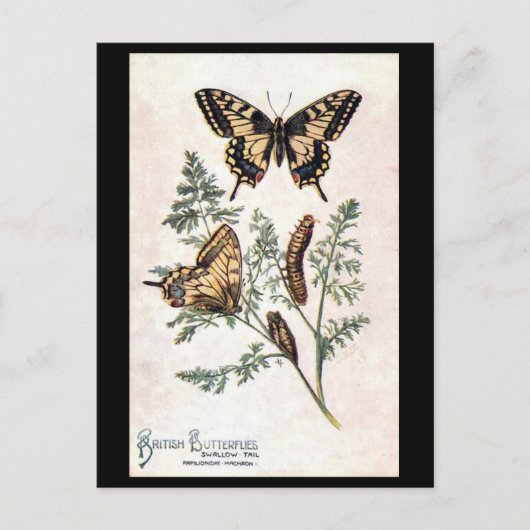 古いポストカード – スワローテール ポストカード (正面)