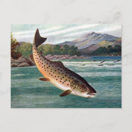 古いポストカード - マス ポストカード (正面)