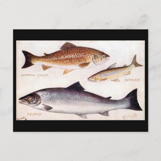 古いポストカード – マス、ヴァンダース、サーモン ポストカード (正面)