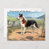 古いポストカード – 滑らかな髪のコリー ポストカード (正面/裏面)