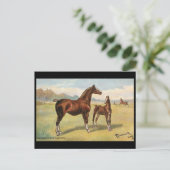 古いポストカード – 馬 ポストカード (スタンド正面)