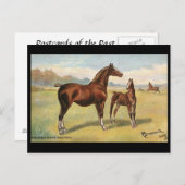 古いポストカード – 馬 ポストカード (正面/裏面)