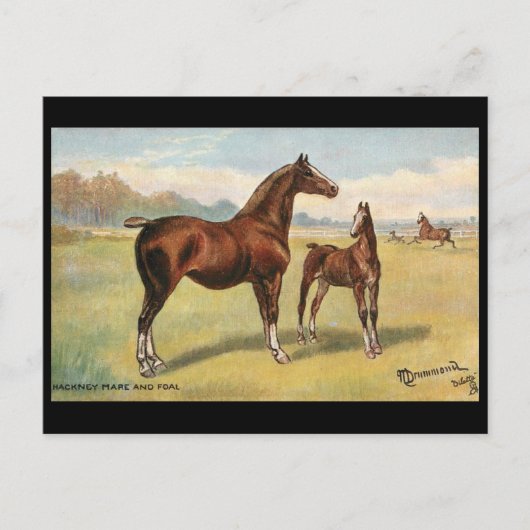 古いポストカード – 馬 ポストカード (正面)