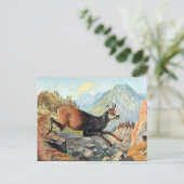 古いポストカード – Chamois Goat ポストカード (スタンド正面)