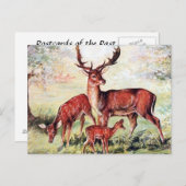 古いポストカード – Fallow Deer ポストカード (正面/裏面)
