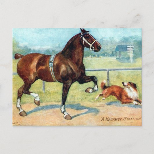 古いポストカード – Hackney Stallion ポストカード (正面)