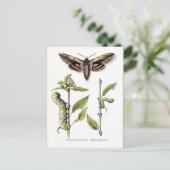 古いポストカード – Privet Hawk Moth ポストカード (スタンド正面)