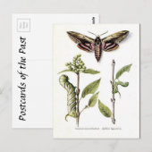 古いポストカード – Privet Hawk Moth ポストカード (正面/裏面)