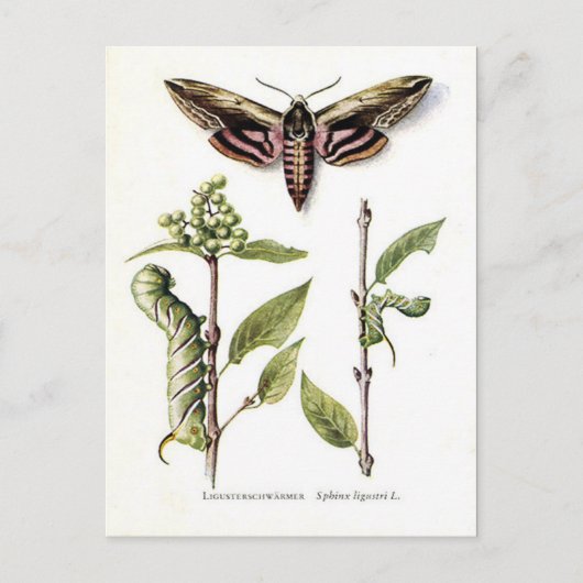 古いポストカード – Privet Hawk Moth ポストカード (正面)