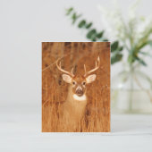 古いラバ鹿バックの長い首 ポストカード (スタンド正面)