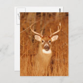 古いラバ鹿バックの長い首 ポストカード (正面/裏面)