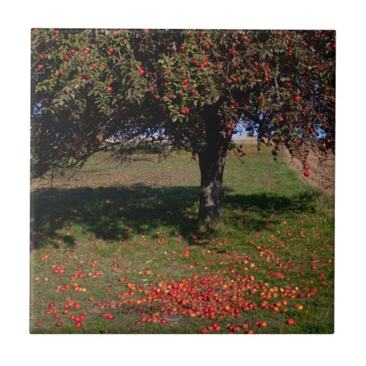 古いリンゴの木 タイル (正面)