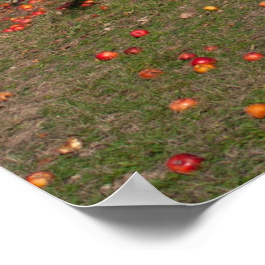 古いリンゴの木 ポスター (角)