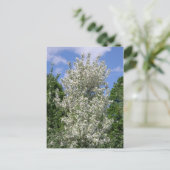 古いリンゴの木 ポストカード (スタンド正面)