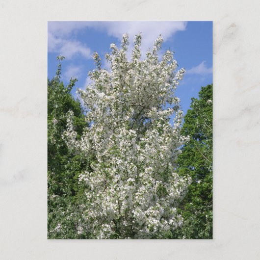 古いリンゴの木 ポストカード (正面)