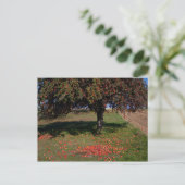 古いリンゴの木 ポストカード (スタンド正面)