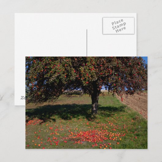古いリンゴの木 ポストカード (正面/裏面)