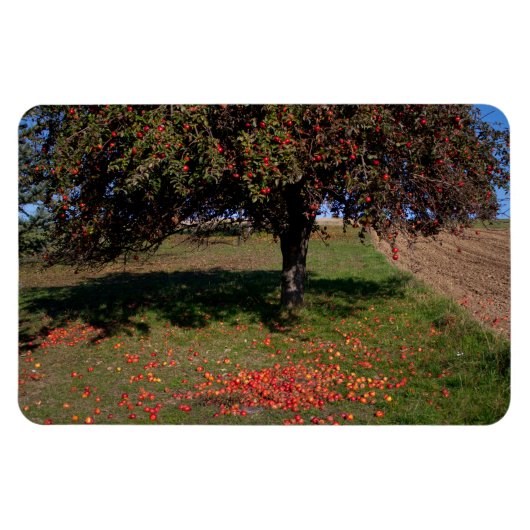 古いリンゴの木 マグネット (横)