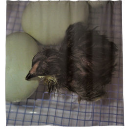 古い分 シャワーカーテン