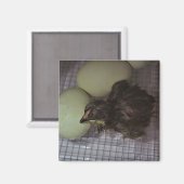 古い分 マグネット (正面/裏面)