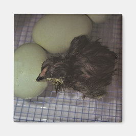 古い分 マグネット