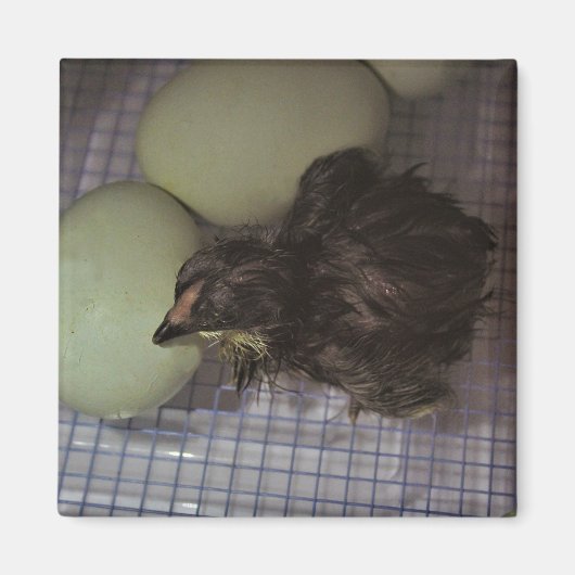 古い分 マグネット (正面)