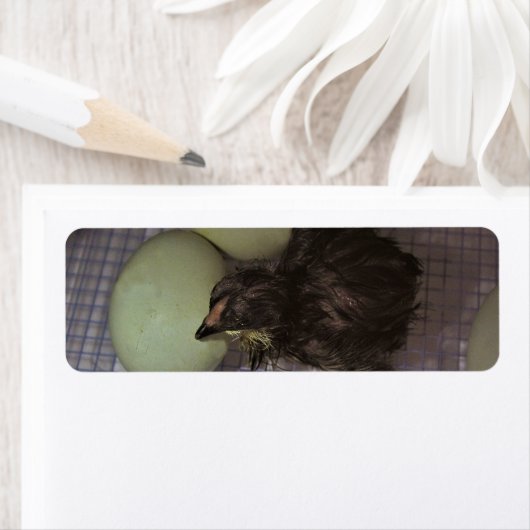 古い分 ラベル (インサイチュ)