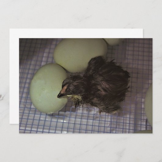 古い分 招待状 (正面/裏面)