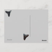 古い化石サメ歯フロリダビーチ財宝 ポストカード (裏面)