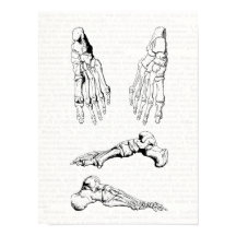 古い医療アート足の人間の解剖骨