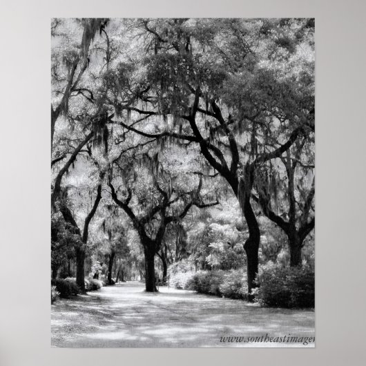 古い南部の歩道 ポスター (正面)