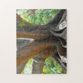 古い古代200年の木 – バンガロール庭園。 ジグソーパズル (縦)