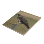 古い塀のポストのB10 Swainsonのタカ タイル (側面)