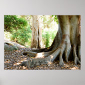 古い大木 ポスター (正面)