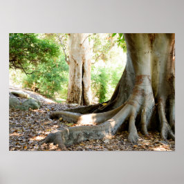 古い大木 ポスター