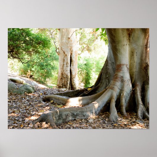 古い大木 ポスター (正面)